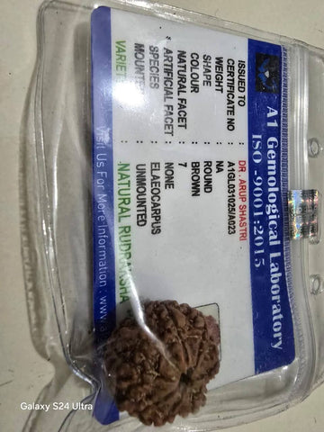 7 Mukhi rudraksha