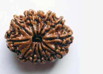 12 Mukhi Rudraksh