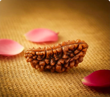 1 Mukhi Rudrakhs
