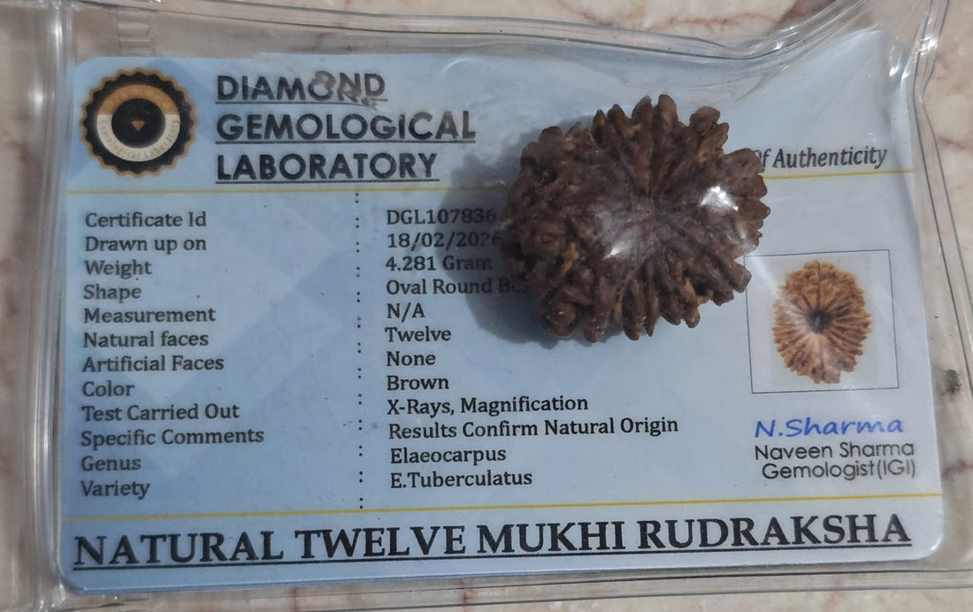 12 Mukhi Rudraksh