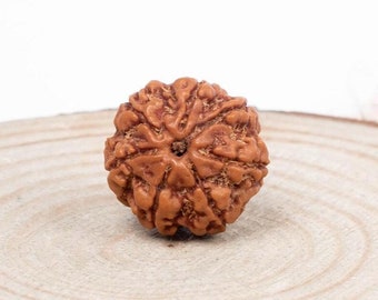2 Mukhi Rudrakhs
