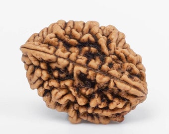 2 Mukhi Rudrakhs