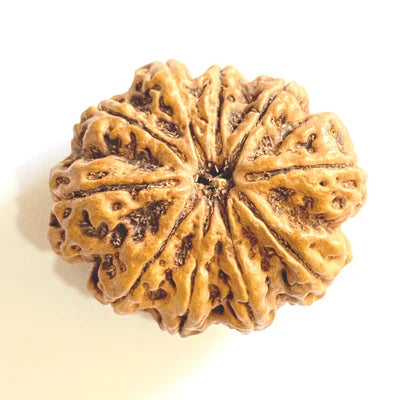 10 Mukhi Rudraksh