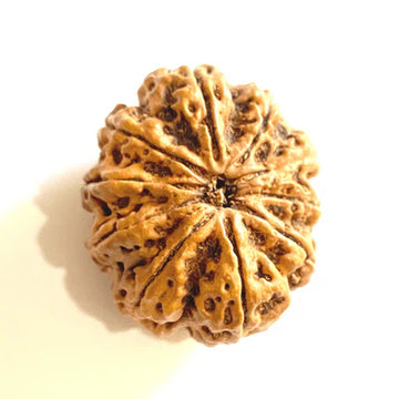 10 Mukhi Rudraksh