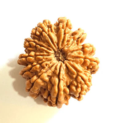 11 Mukhi Rudraksh