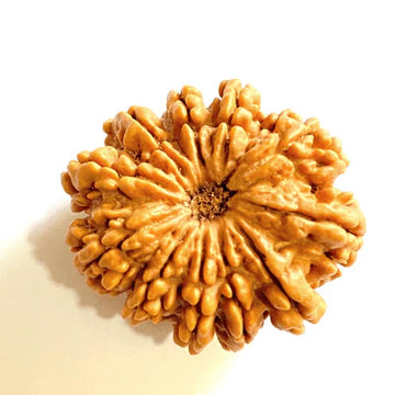 11 Mukhi Rudraksh