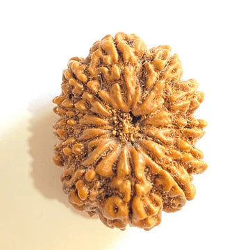 12 Mukhi Rudraksh