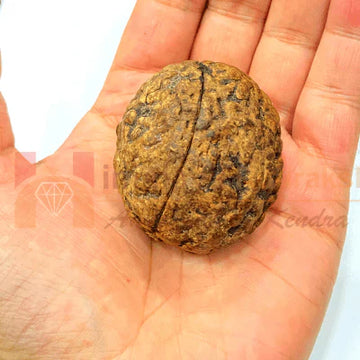 3 Mukhi Rudraksh