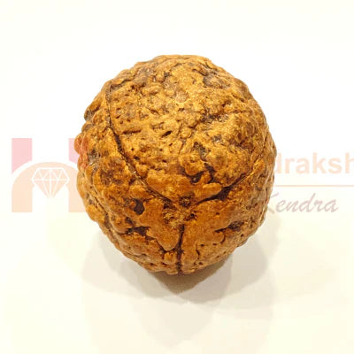 3 Mukhi Rudraksh