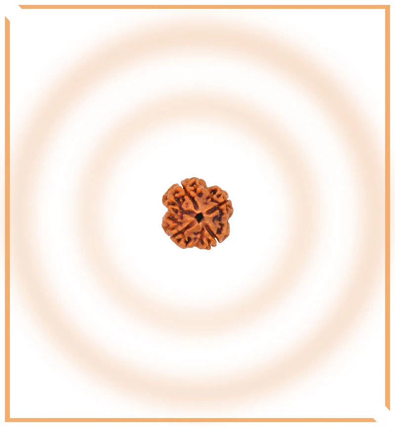 4 Mukhi Rudraksha