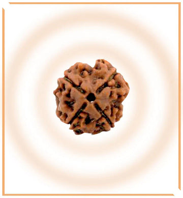 4 Mukhi Rudraksha