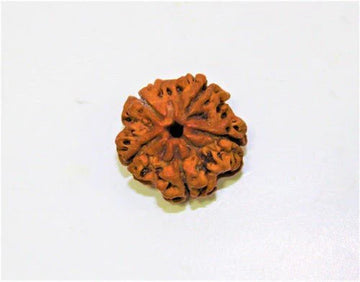 5 Mukhi Rudraksha