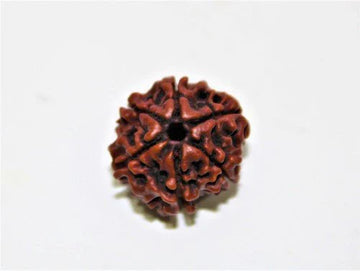 6 mukhi rudraksh