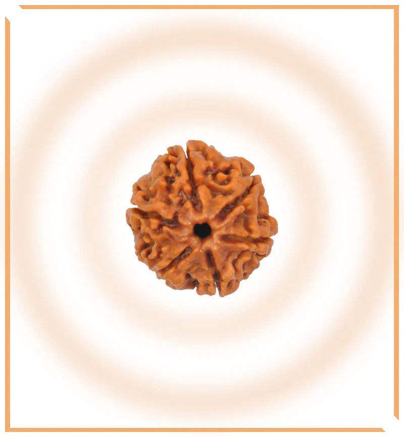 6 mukhi rudraksh