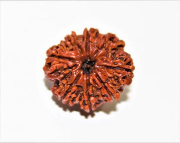 8 Mukhi rudraksha