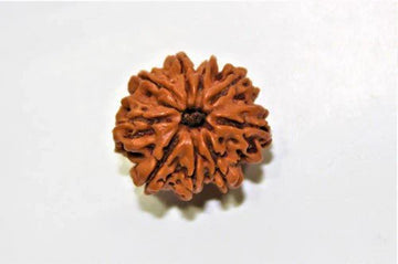 9 Mukhi rudraksha
