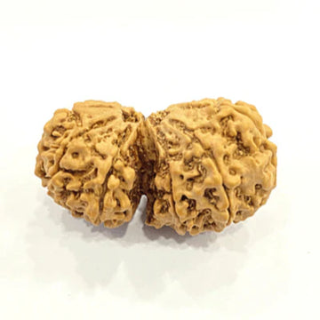 Gouri Shangkar Rudrakhs